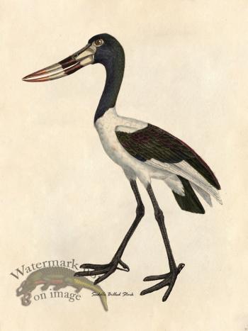 Saddle-billed Stork - Tribute Bd 31